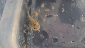 АКСОЛОТЛЬ как я кормлю..от Икринки до Малька.