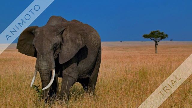 ТОП 10 фактов про диких животных 1080p смотреть онлайн