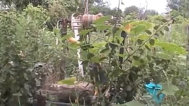 Цветы тыквы смотреть онлайн