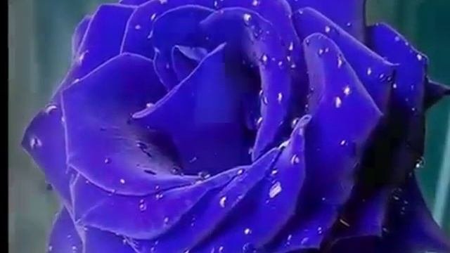 #Красивые_розы# Самые красивые розы для друзей ❤