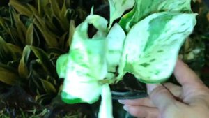Новое поступление Цветов! Совместная закупка Цветов.