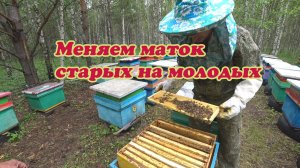 ЕДЕМ НА ТОЧОК ПОДСАЖИВАТЬ МОЛОДЫХ МАТОК.