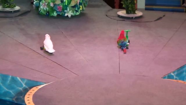 Попугаи. Цирк. Цирковые попугаи на самокатах. Parrots. Circus. Circus parrots on the scooters. смотреть онлайн