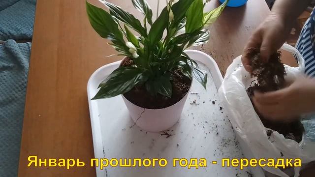 #СПАТИФИЛЛУМ. (#ЖЕНСКОЕ СЧАСТЬЕ). Как ухаживать, пересаживать, подкармливать.