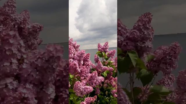 🌿"Счастье человека зависит не от внешних обстоятельств, а от состояния души"🌿 #ХИЖИНАРЫБАКА смотреть онлайн