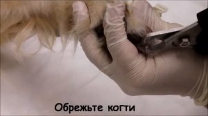 Как правильно стричь когти собаке?