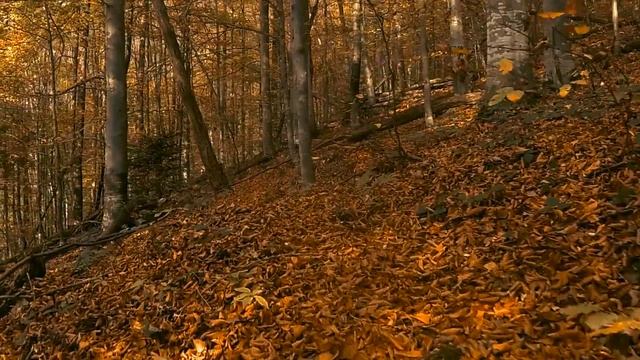 Осенний буковый лес, тропа, крики черного дятла смотреть онлайн