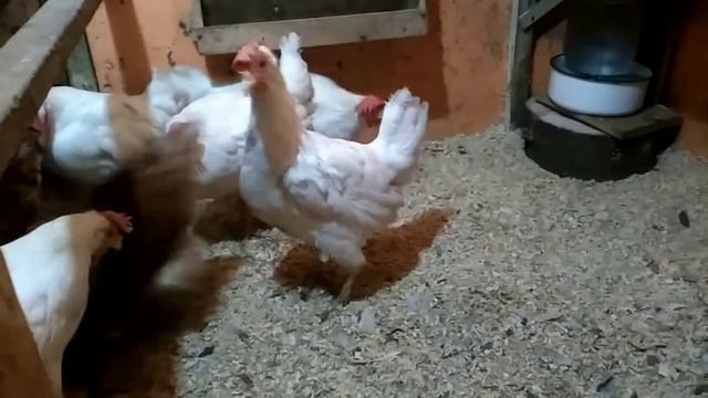 Курятник зимой или как мои куры зимуют в овощной яме гаража