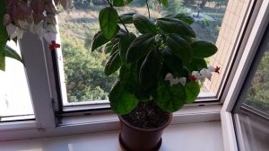 Как отрос  клеродендрум Томсона после обрезки