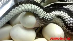 кобра откладывает яйца посмотри как змея рожает Snake Breed Mating And Laying Eggs