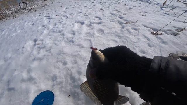 Бомбезное закрытие сезона 2020/ Удочки в дугу, леска звенит/ Караси еле проходят в лунку/ смотреть онлайн