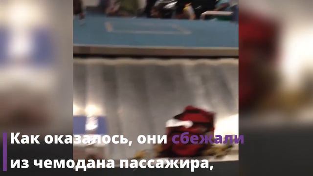 В нью йоркском аэропорту нашествие крабов