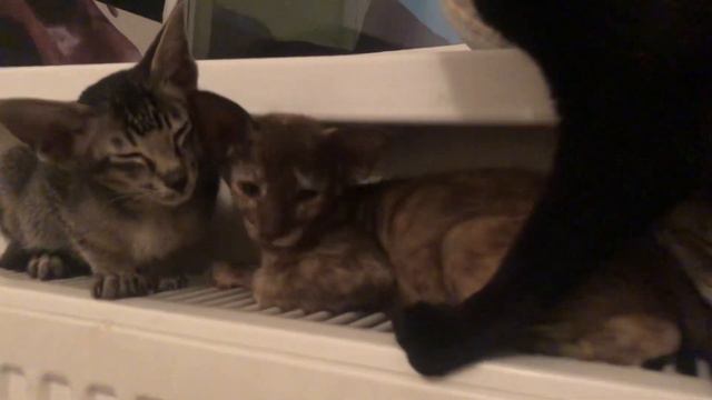 Детский сад🐱🐱🐱 Ориентальные малыши, 2,5 месяца💖#ориентальныекотята#орики#котята#милота#няшечка