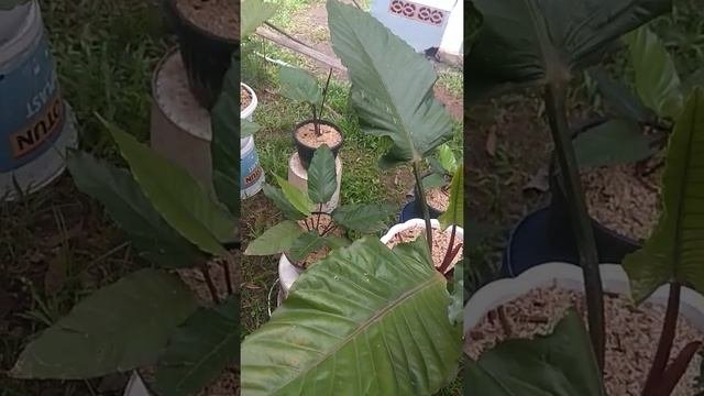Anthurium Black Beauty