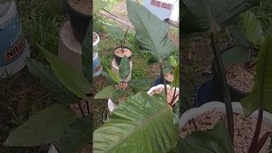Anthurium Black Beauty
