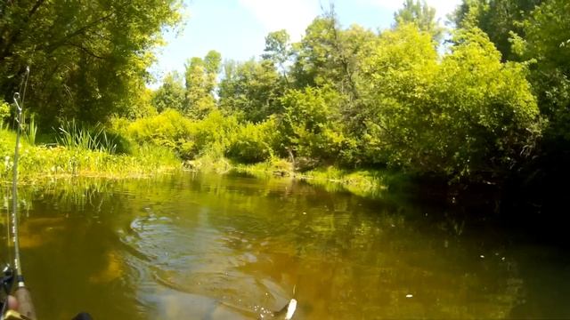 ГОЛОДНЫЙ ГОЛАВЛЬ КЛЮЕТ НА КАЖДОМ ЗАБРОСЕ. Сплав по верховьям реки ПСЕЛ в конце ИЮЛЯ смотреть онлайн