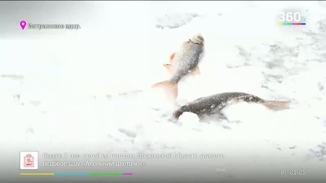 Новогодняя рыбалка "СОЮЗА КУЛЬТУРНЫХ РЫБАКОВ" смотреть онлайн