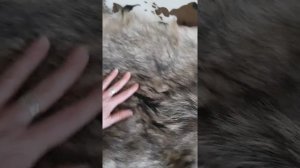 шкура волка