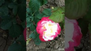 Розы первогодки: Юбилей принца де Монако, Дабл делайт, Ностальжи.