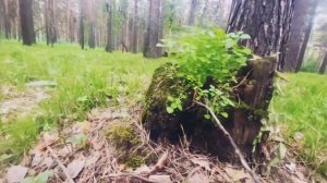 Бердск парк на камнях Сибиряк