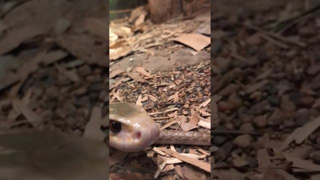 Coastal Taipan - Australian Reptile Park #snakes #venomous #reptiles