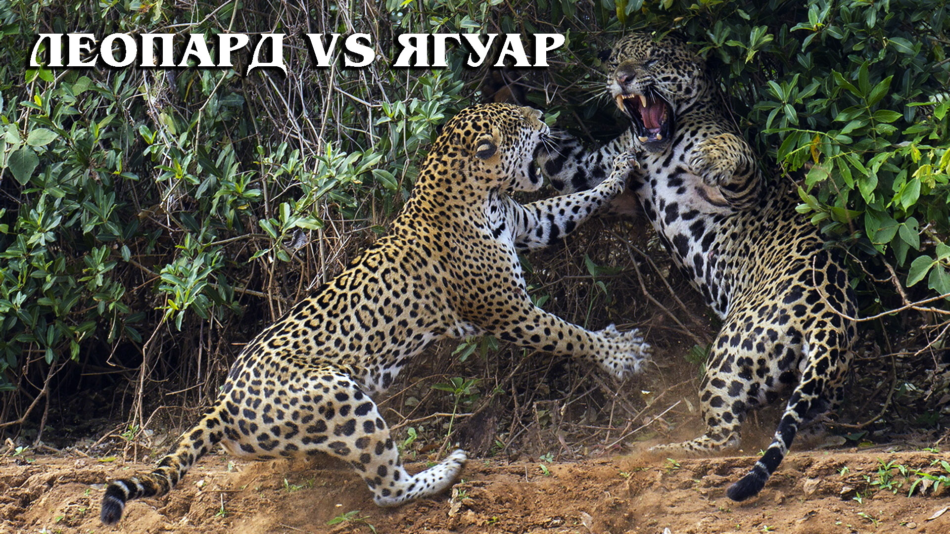 Леопард Фото Животного В Хорошем Качестве