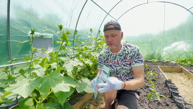 Пероноспороз. Как защитить огурцы.