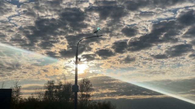 Крылатый паломник 2