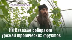 Урожай ананасов на Валааме