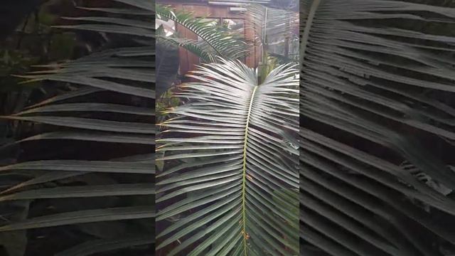 Cycas botanical garden Leiden #cycas #plant #plants