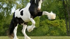 САМЫЕ КРАСИВЫЕ Лошади в мире новинка