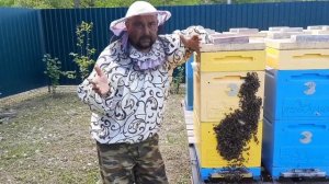 Как вывести Пасеку Из Ройки в Любой стадии#пчеловодство#пасека#изоляцияматок#изолятор#Миленин.