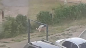 Спаривание собак