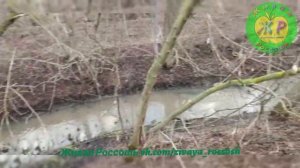 РКС сливает канализацию в р. Сухая Россошь.