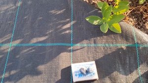 Обзор и дегустация сортов жимолости в Ягодном Подворье