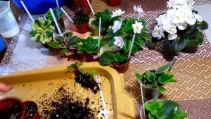 Мини фиалки. Особенности ухода