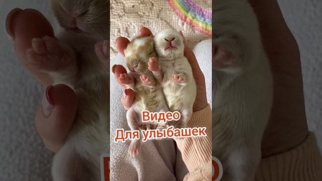 Видяшка Улыбашка для хорошего настроения