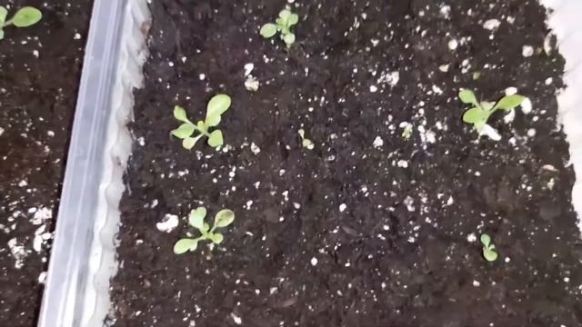 Петуния Джоконда от посева до цветения смотреть онлайн