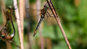Стрекозы бабки бронзовые или зеленые. Cordulia anea. Насекомые Беларуси.