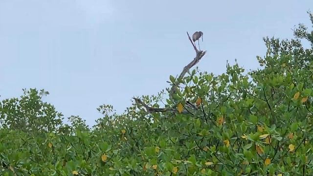 Everglades National Park | Florida State Trip смотреть онлайн