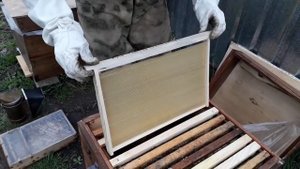 Как выбрать качественную вощину без примесей