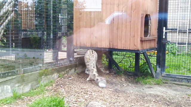 Звери медленно приходят в себя после жары смотреть онлайн