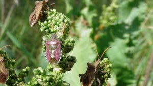 Щитник ягодный ( Dolycoris baccarum )