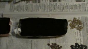 "Посев семян".Прививка арбуза и огурца на лагенарию и китайский подвой методом "язычком".