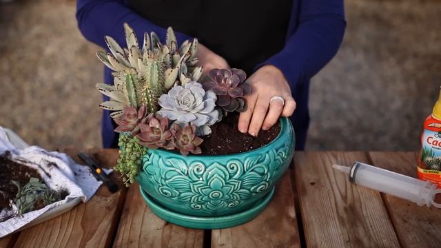 How I Make a Succulent Arrangement! 🌵😊 // Garden Answer смотреть онлайн