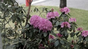 Rhododendron scurry