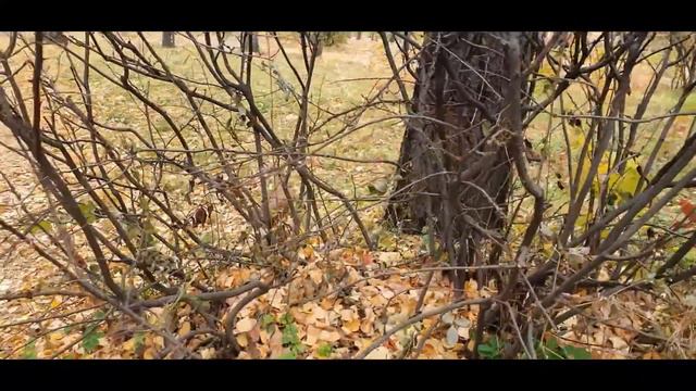 Белка с орехом в зубах как из мультика смотреть онлайн