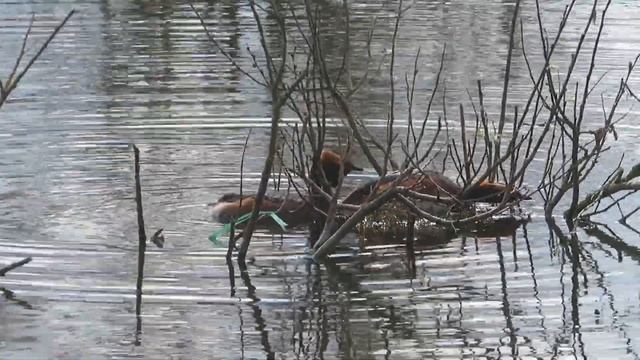Красношейные поганки. Страстные ухаживания смотреть онлайн
