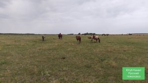 Как домашнего жеребёнка приучить к табуну?