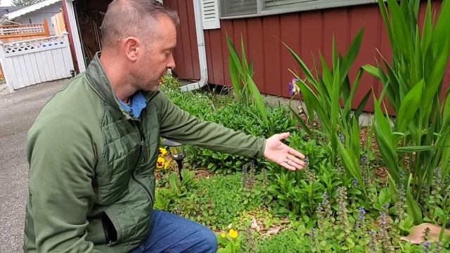 ? Ajuga Plant Care | Ajuga reptans ? смотреть онлайн